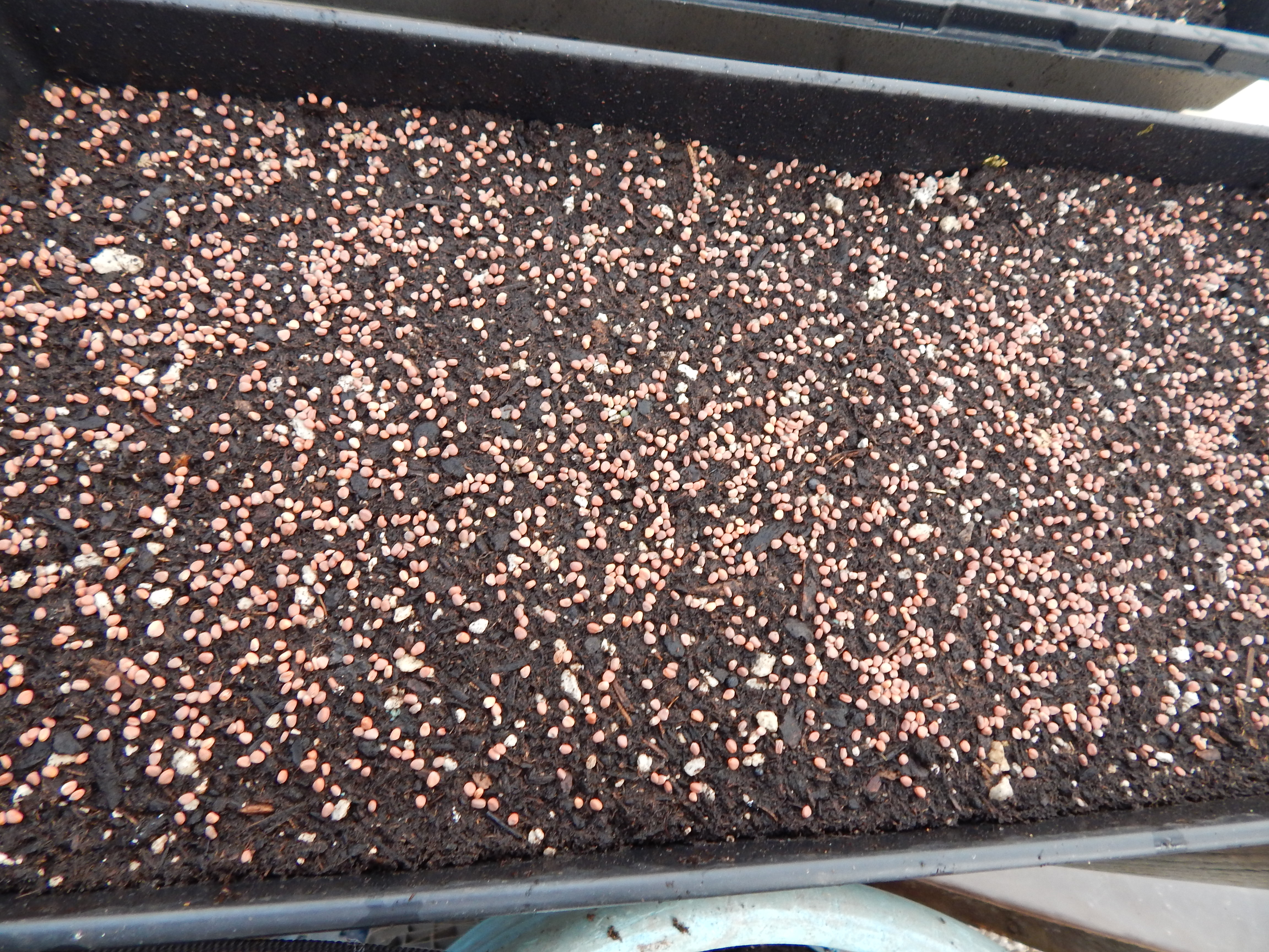 microgreen tray seeded