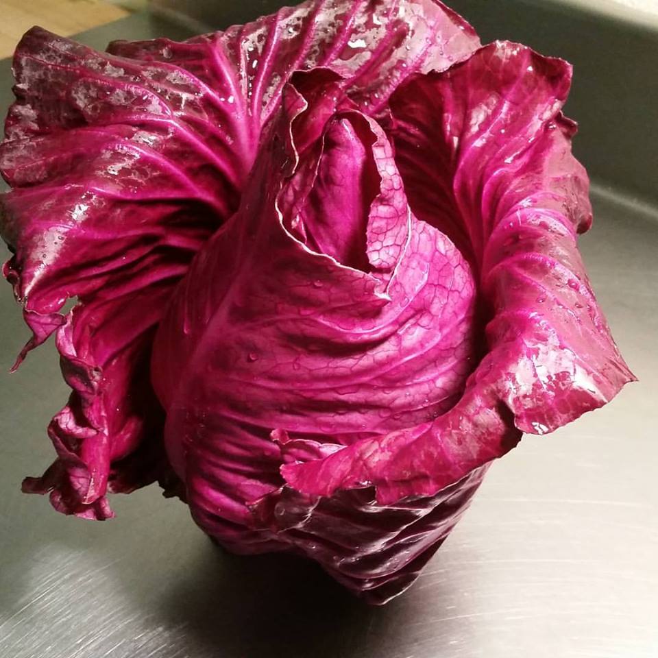 conical cabbage