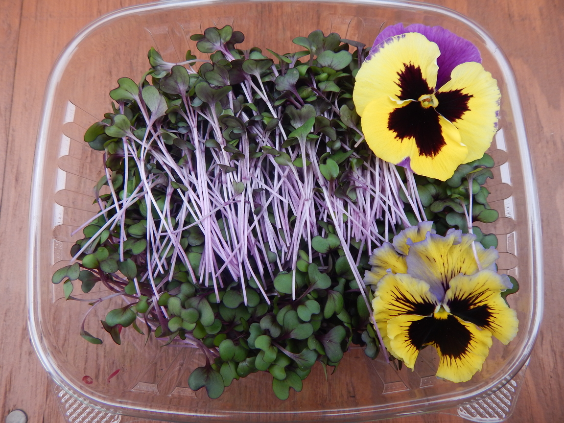 Purple Cabbage Microgreens Package