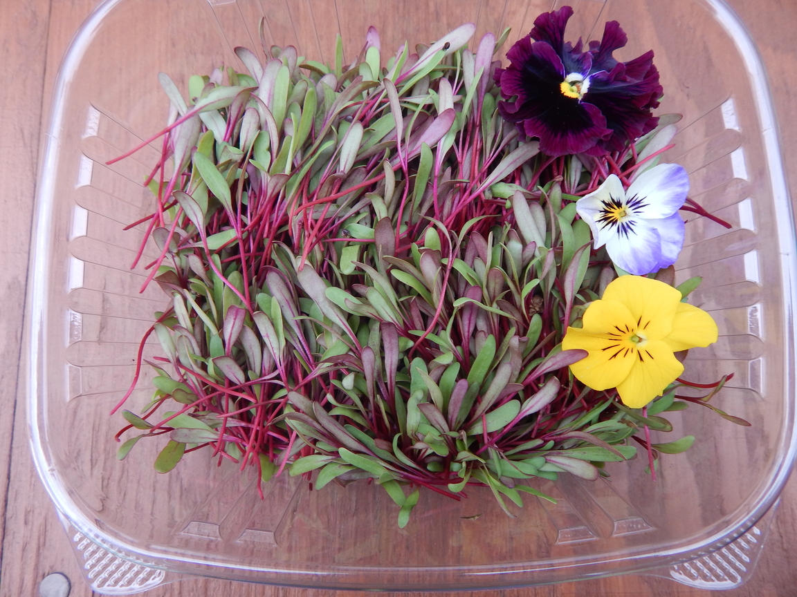 Red Beets Microgreens Package